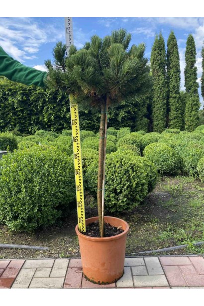 Сосна гірська Швайзер Турист  - 15л/вис.100-120см/Ø50-60см/ШТАМБ 80-90см